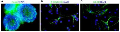 Cell-Cell Connection Enhances Proliferation and Neuronal Differentiation of Rat Embryonic Neural Stem/Progenitor Cells